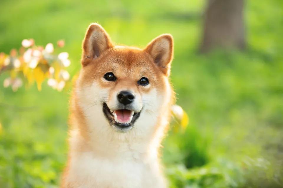 狗狗币：牛市与熊市